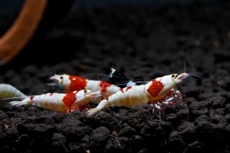 So sánh giá tép màu để mua đúng loại bạn cần