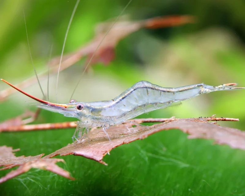 Ngắm hình Mũi Đỏ HD chi tiết từng góc bể thủy sinh