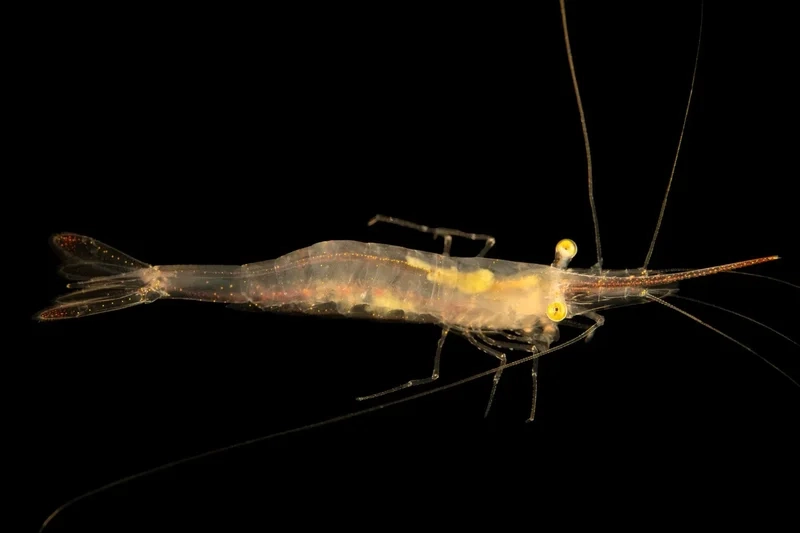 Thưởng thức hình ảnh Mũi Đỏ 4K sắc nét và sống động