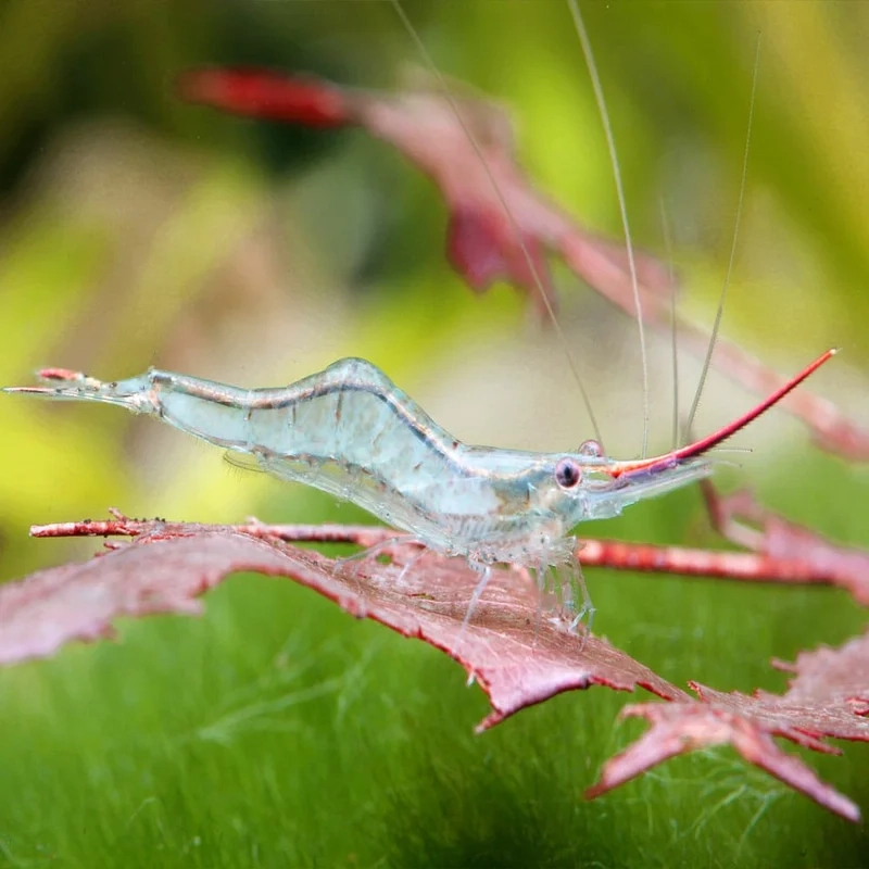 Nhanh tay mua tép mũi đỏ tại shop uy tín hôm nay