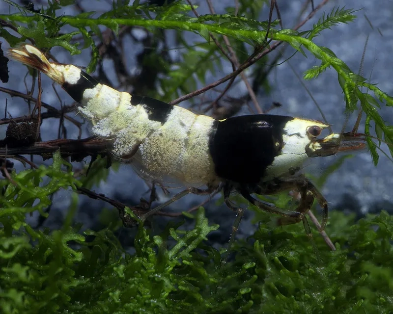 Thưởng thức hình Ong đen đẹp chi tiết từng góc bể