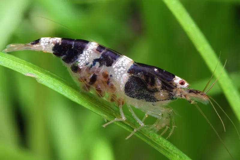 Đặc điểm của tép Ong đen đầy mê hoặc