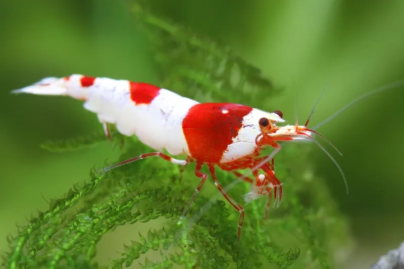 Khám phá thức ăn phù hợp tép ong đỏ ăn gì