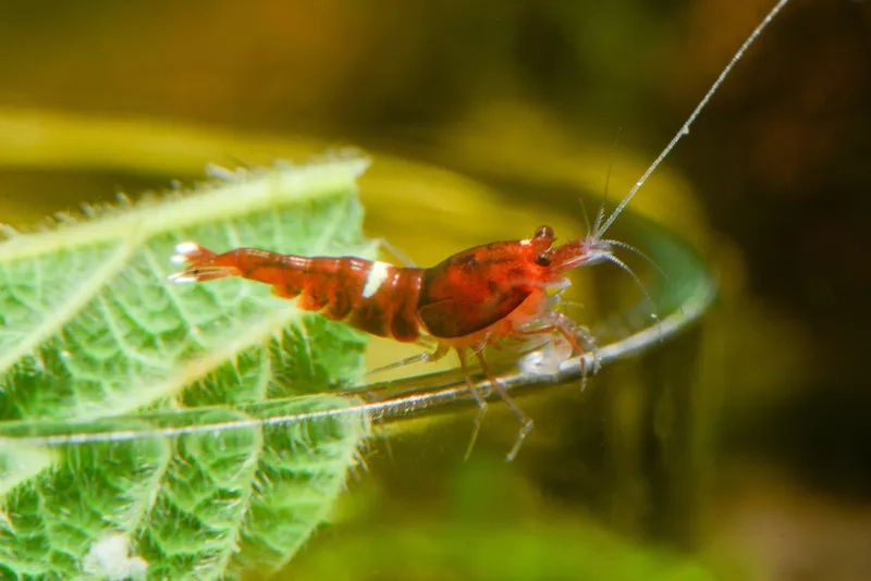 Mua ngay mua tép Red Cherry cho bể thủy sinh