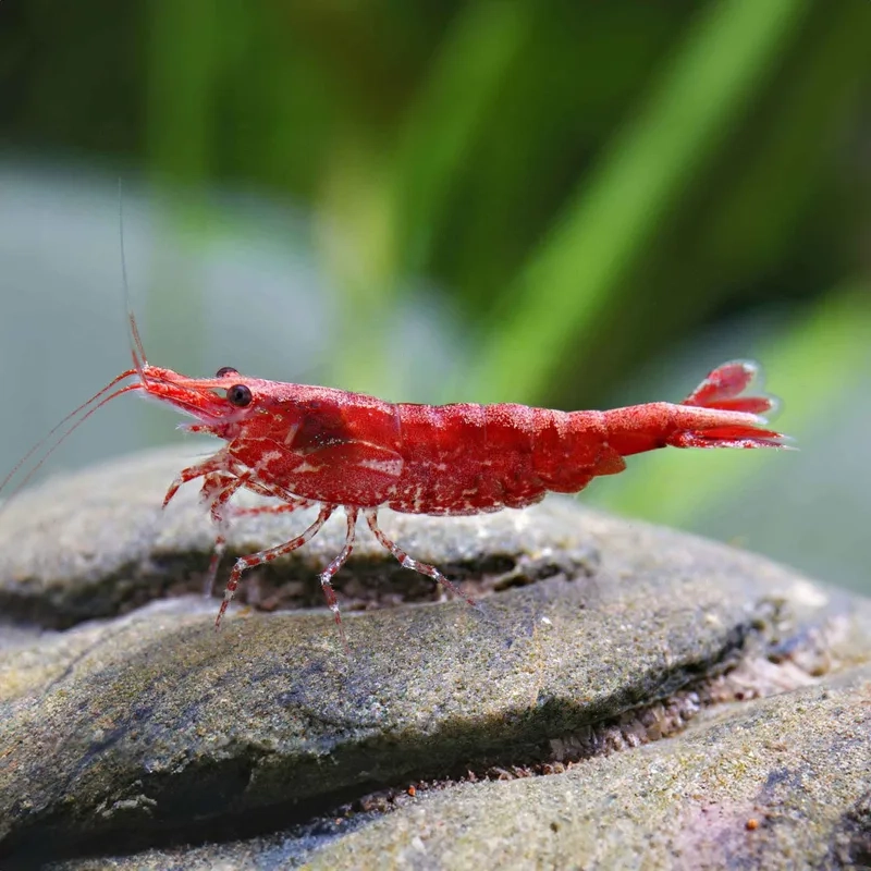 Chiêm ngưỡng hình Red Cherry đẹp mê hoặc mọi ánh nhìn