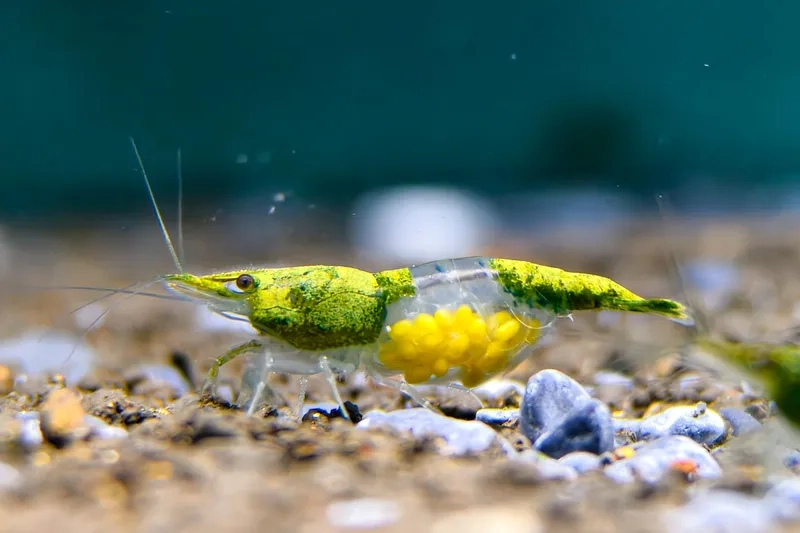 Cập nhật ảnh tép rili rực rỡ cho bể thủy sinh