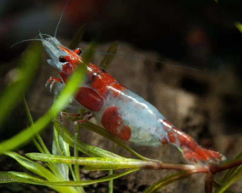 Tìm hiểu thông số nước nuôi tép rili chuẩn nhất