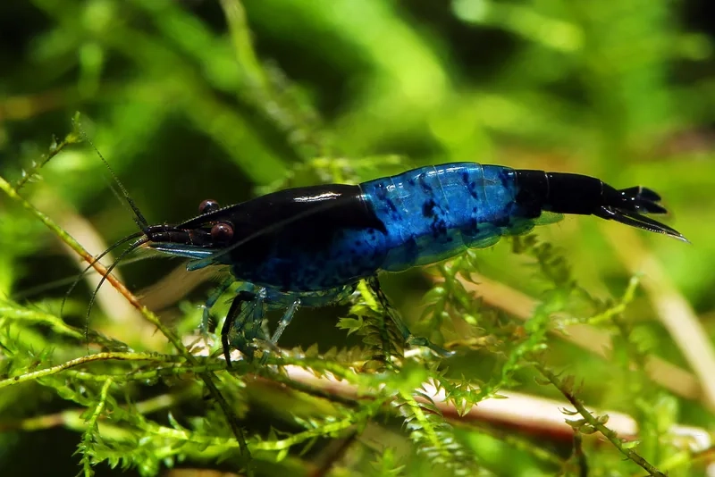 Tìm hiểu tép rili ăn gì để bể cá luôn khỏe mạnh