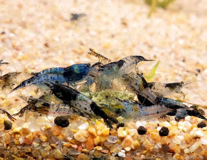 Chiêm ngưỡng hình Rili nghệ thuật độc đáo và sáng tạo