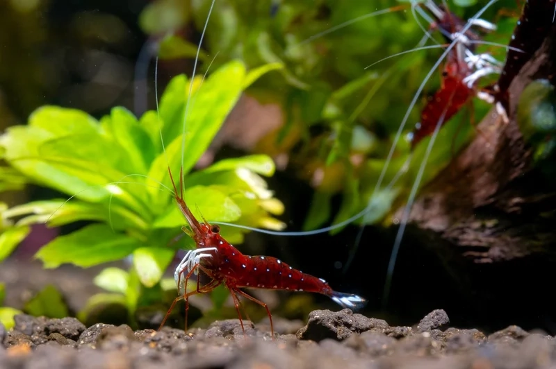 Khám phá vẻ đẹp sống động của ảnh tép sulawesi