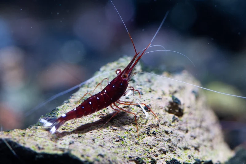 Dễ dàng chăm nuôi ảnh Sulawesi dễ nuôi cho người mới