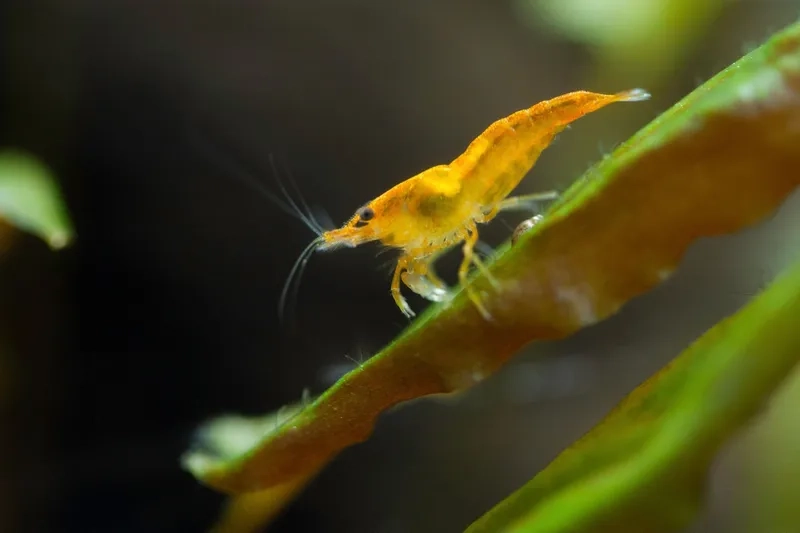 Xem chi tiết hình tép Vàng HD sắc nét tuyệt vời