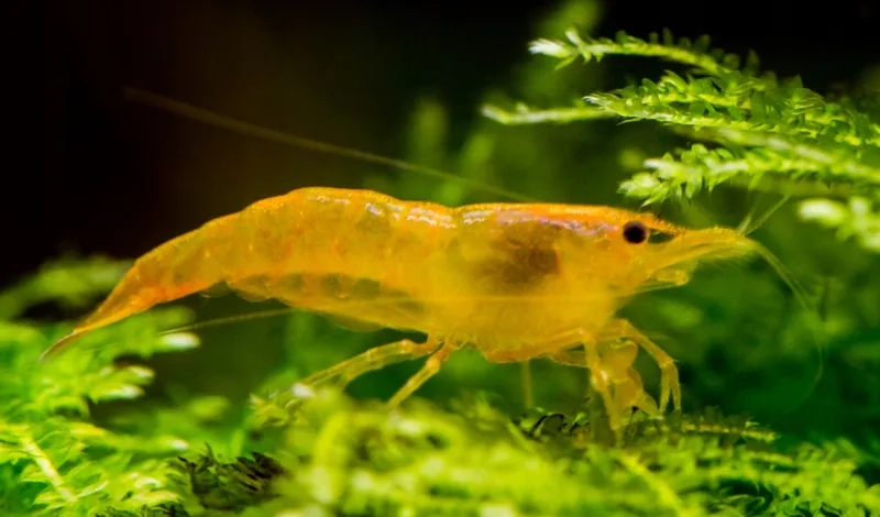 Mua ngay mua tép vàng chất lượng và giá tốt