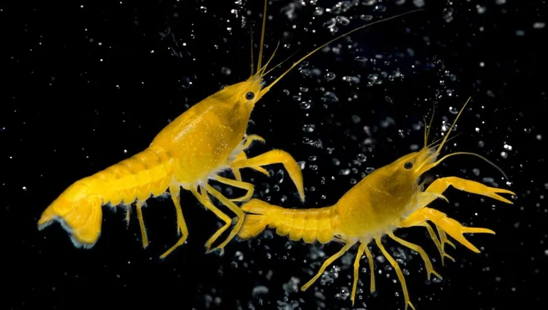 Đặc điểm của tép Vàng cảnh đẹp và dễ nuôi