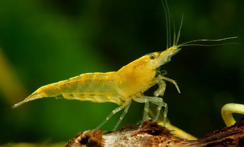 Chiêm ngưỡng ảnh tép Vàng đẹp lung linh sống động