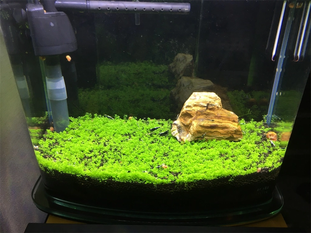 Thiết kế hồ cá cảnh với thảm cỏ xanh và cá neon