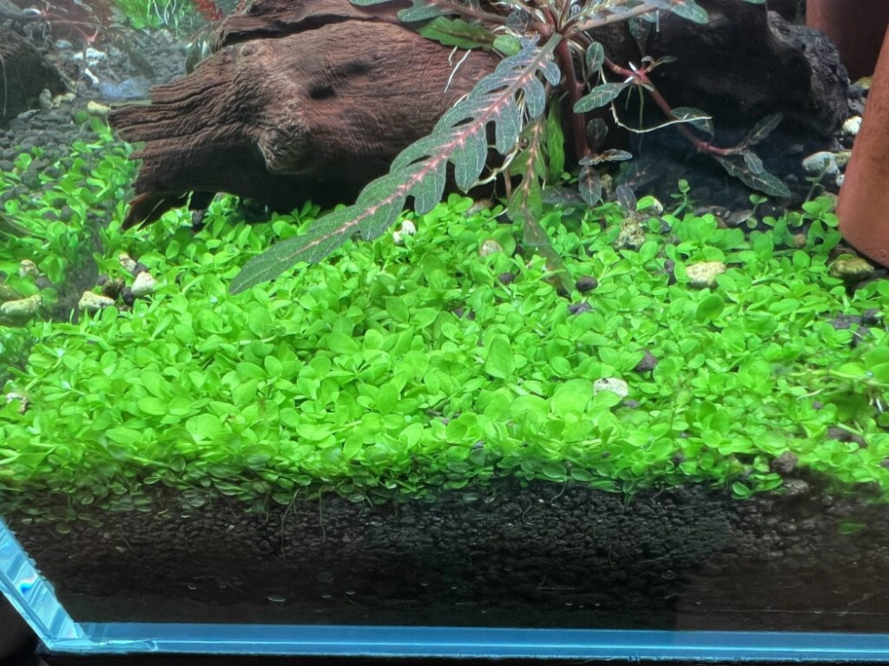 Mẫu bể thủy sinh sử dụng thảm cây trân châu tạo độ sâu