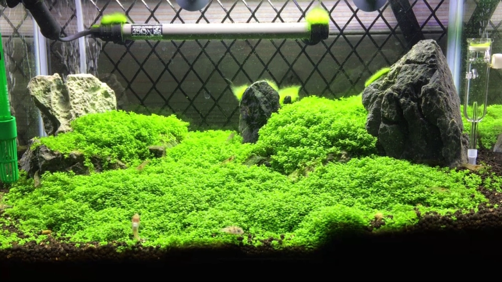 Thảm cây trân châu bò lan trên nền đất thủy sinh chuyên dụng
