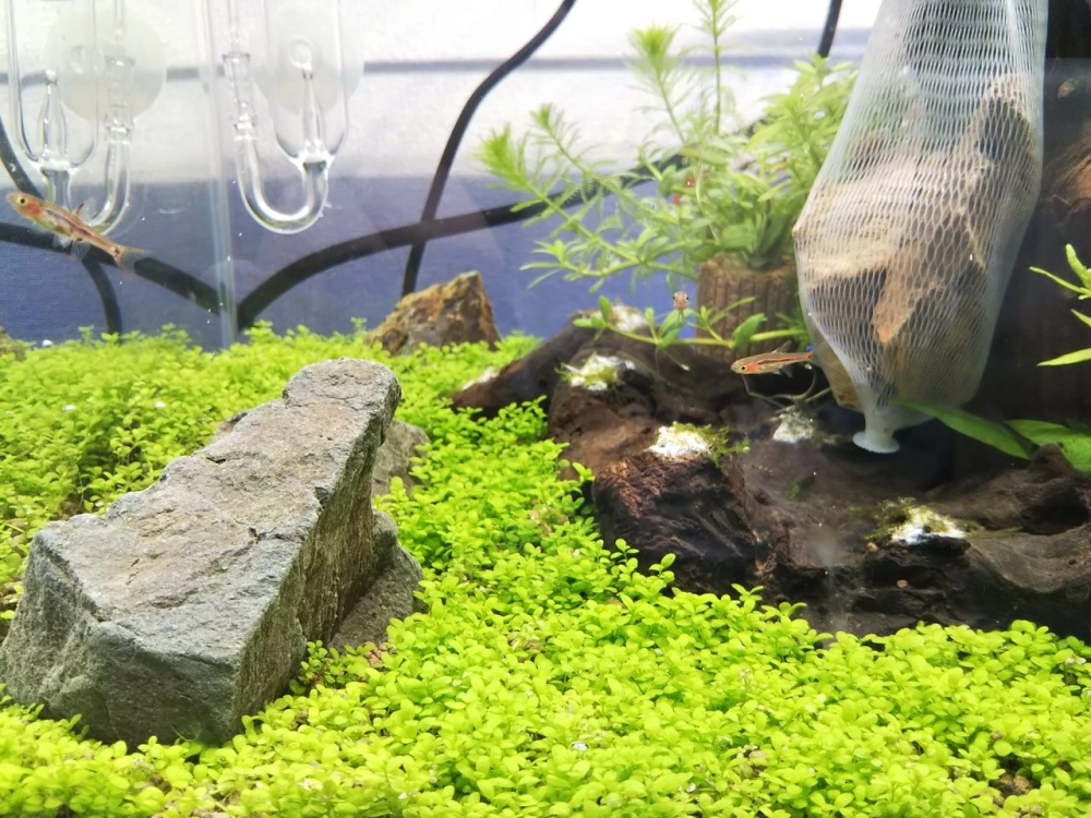 Vẻ đẹp của thảm cây trân châu khi được chiếu sáng rực rỡ