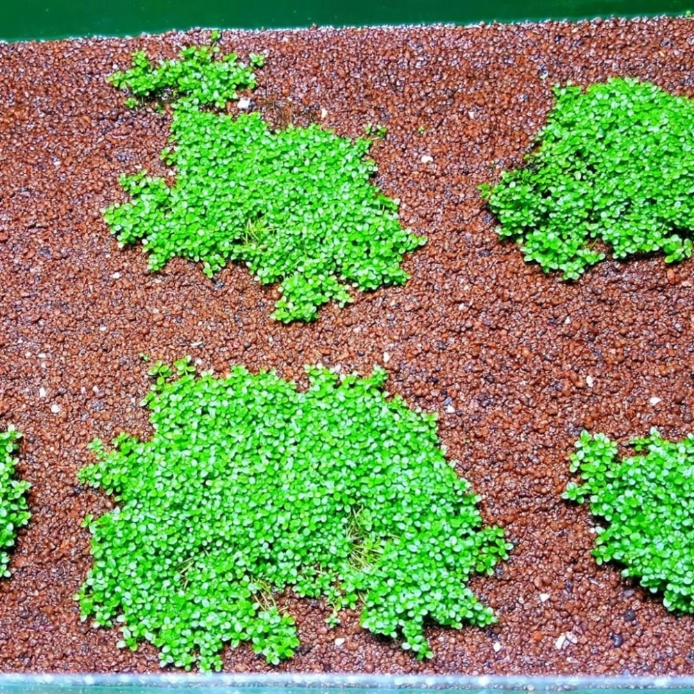 Thảm cỏ thủy sinh xanh rờn trong bể cá phong cách tự nhiên