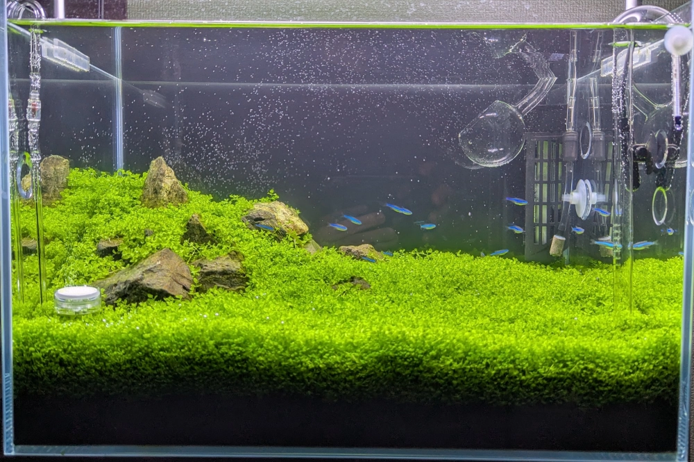 Thảm cây trân châu tạo điểm nhấn cho khu vực tiền cảnh