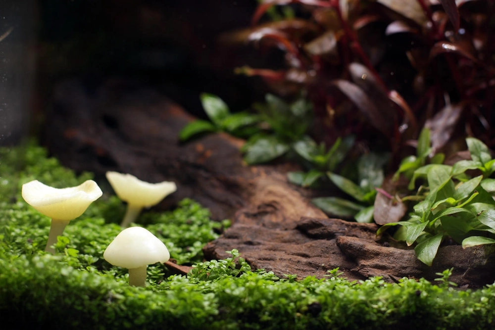 Quá trình phát triển của thảm cây trân châu sau một tháng