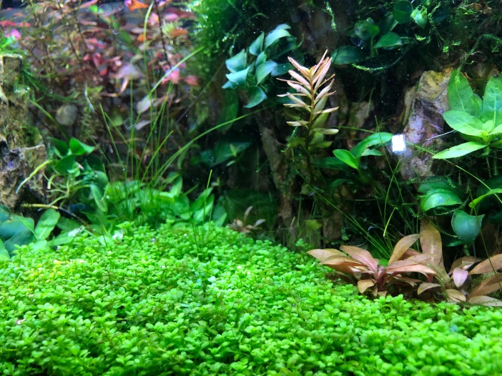 Cận cảnh lá trân châu bò xanh mướt dưới ánh đèn led