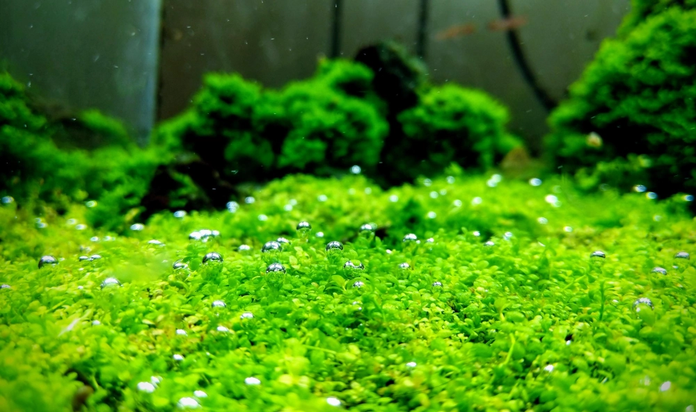 Hình ảnh thảm cây trân châu kết hợp với đá cuội nhỏ