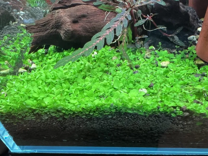 Theo dõi tốc độ mọc trân châu ngọc trai