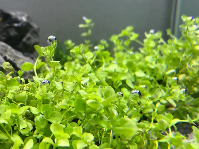 Cung cấp co2 cho trân châu ngọc trai 