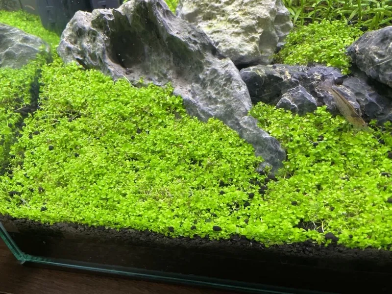 Shop bán trân châu ngọc trai tphcm 