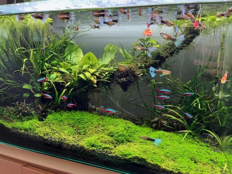 Tham khảo giá thảm trân châu ngọc trai