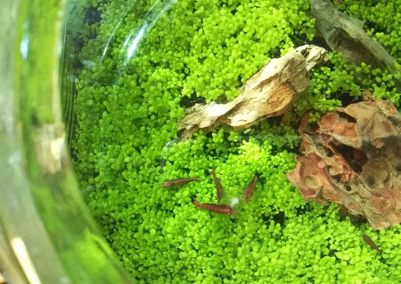 Vẻ đẹp thảm cỏ thủy sinh trân châu 