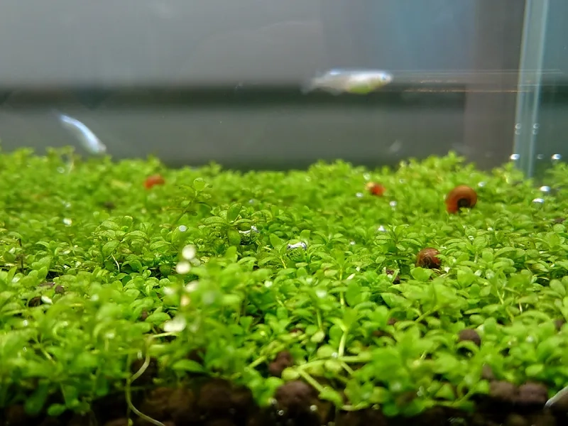 Mẹo trồng trân châu ngọc trai trên đá