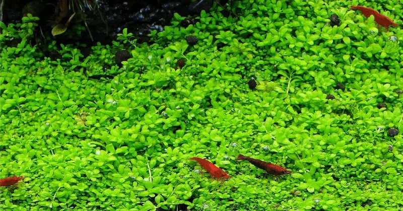 Xử lý thảm trân châu ngọc trai bị vàng 