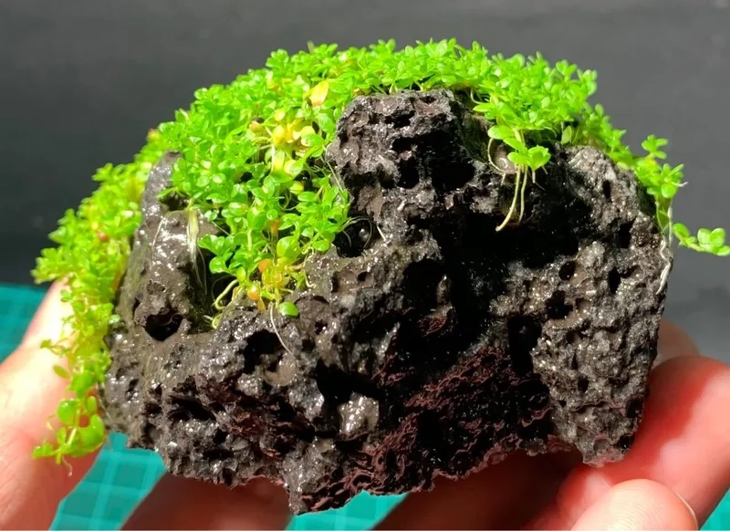 Lựa chọn đèn cho trân châu ngọc trai 