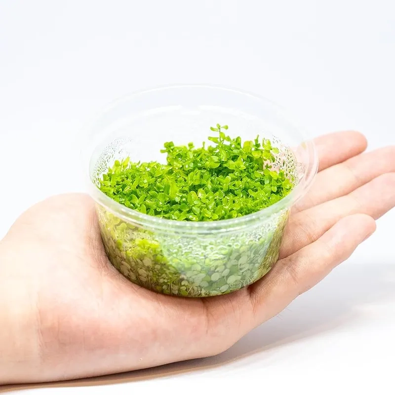 Ươm mầm trân châu ngọc trai lá cạn 