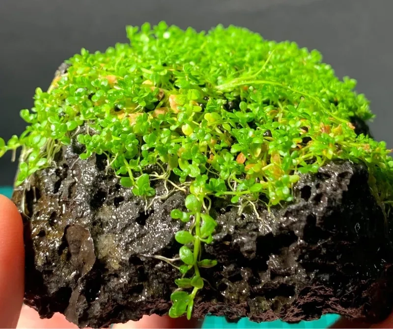 Cách trồng trân châu ngọc trai bằng hạt dễ 