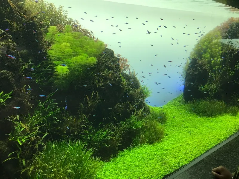 Sửa lỗi trân châu ngọc trai bị ngẩng cao