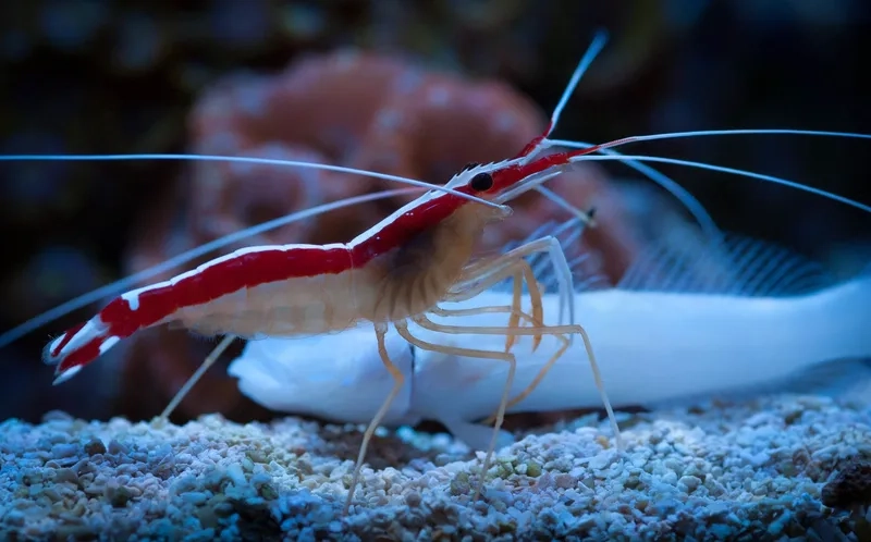 Sở hữu ngay tôm bác sĩ đẹp cho bể biển