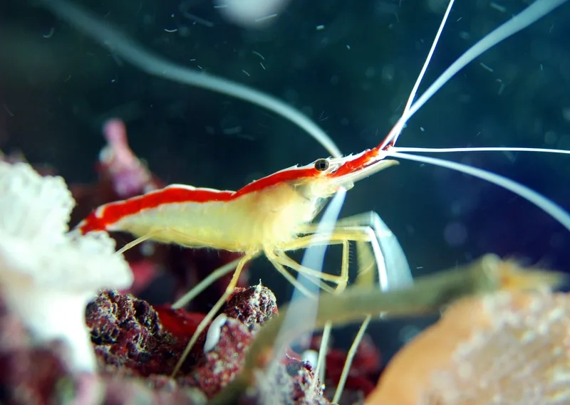 Xem chi tiết ảnh tôm Bác Sĩ baby cực đáng yêu