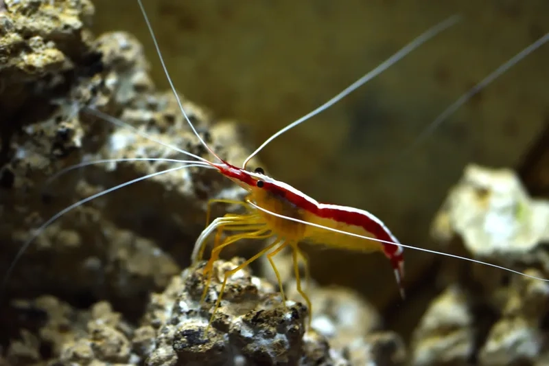 Kiểm soát môi trường để tôm bác sĩ sống bao lâu lâu nhất