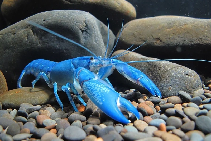 Thưởng thức ảnh tôm kiểng baby đáng yêu và tự nhiên