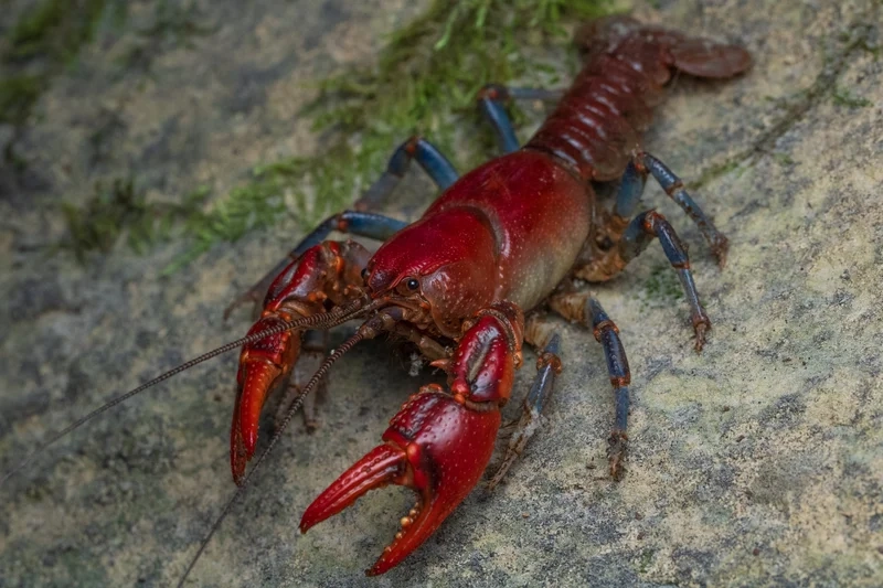 Khám phá ảnh tôm kiểng Việt Nam đặc sắc và sống động