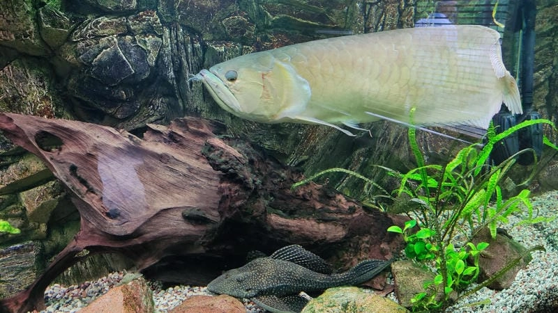 Cá ngân long biểu tượng cá cảnh sang trọng