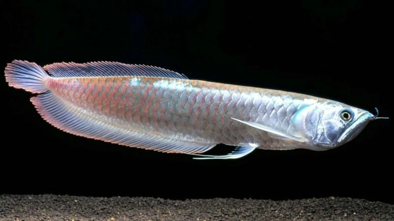 Cá ngân long bán chạy tại nhiều cửa hàng cá