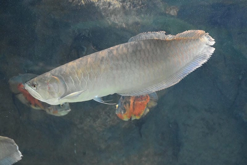 Cá ngân long được yêu thích bởi vẻ đẹp oai vệ