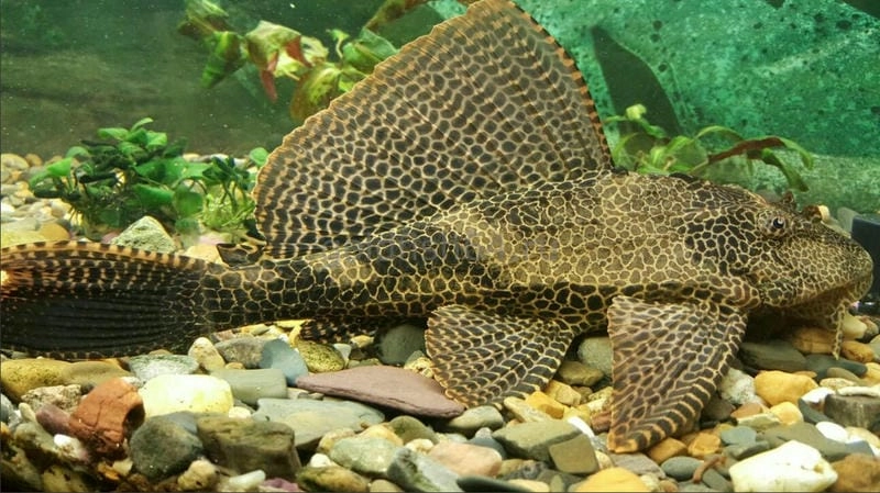 Cá tỳ bà dễ nuôi phù hợp nhiều người chơi