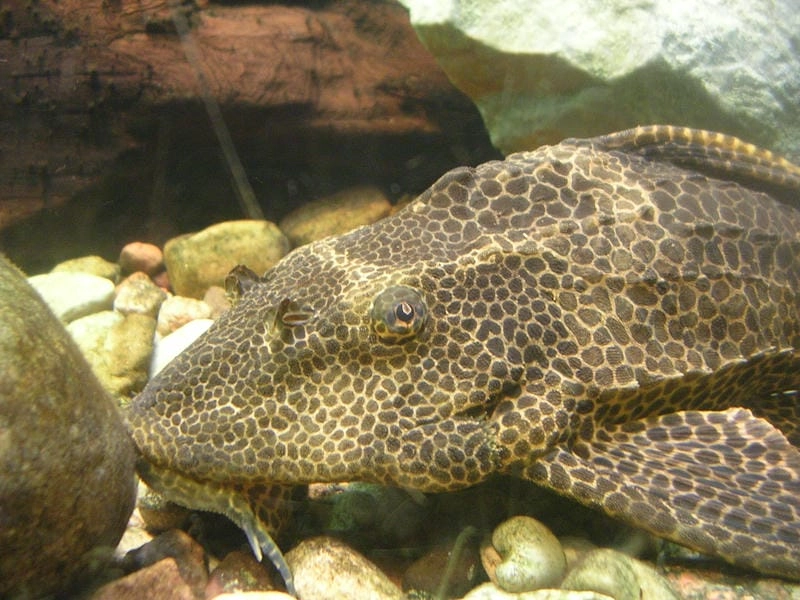 Cá tỳ bà cảnh giúp bể cá thêm sinh động