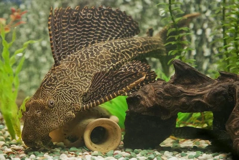 Cá tỳ bà có tác dụng gì trong bể thủy sinh